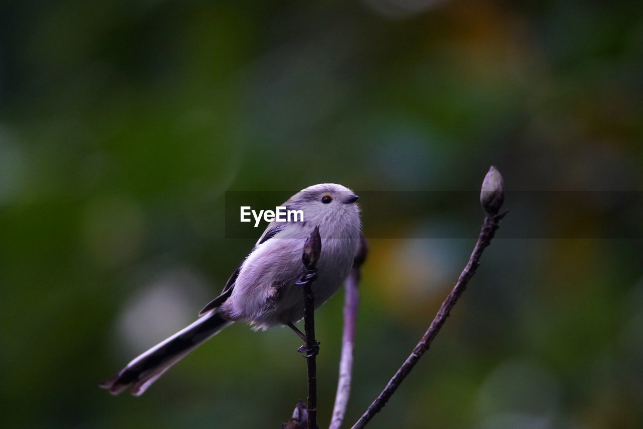 CLOSE-UP OF BIRD PERCHING ON PLANT