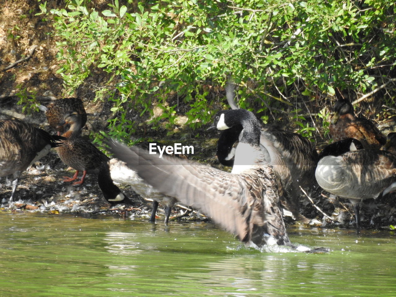 VIEW OF BIRD IN LAKE