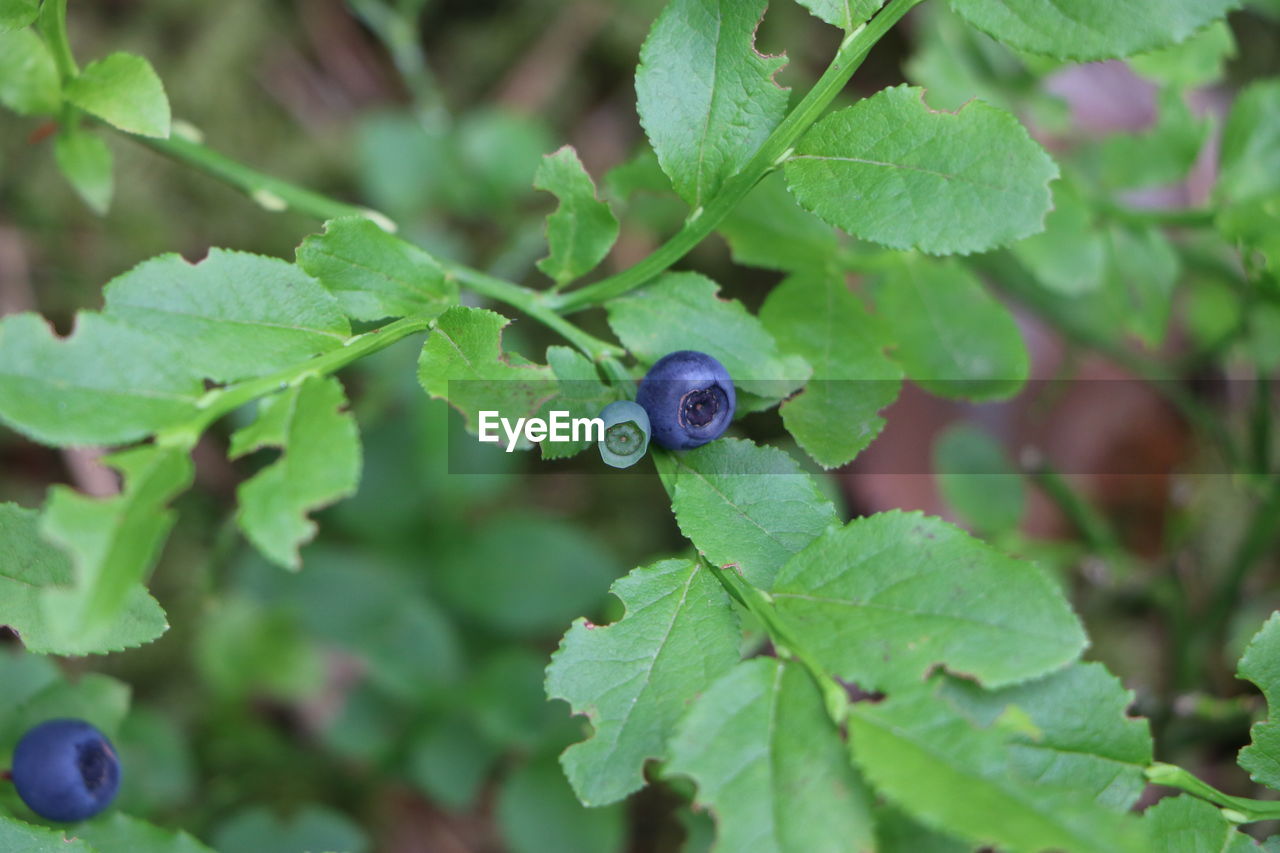 Close-up of berries growing on plant