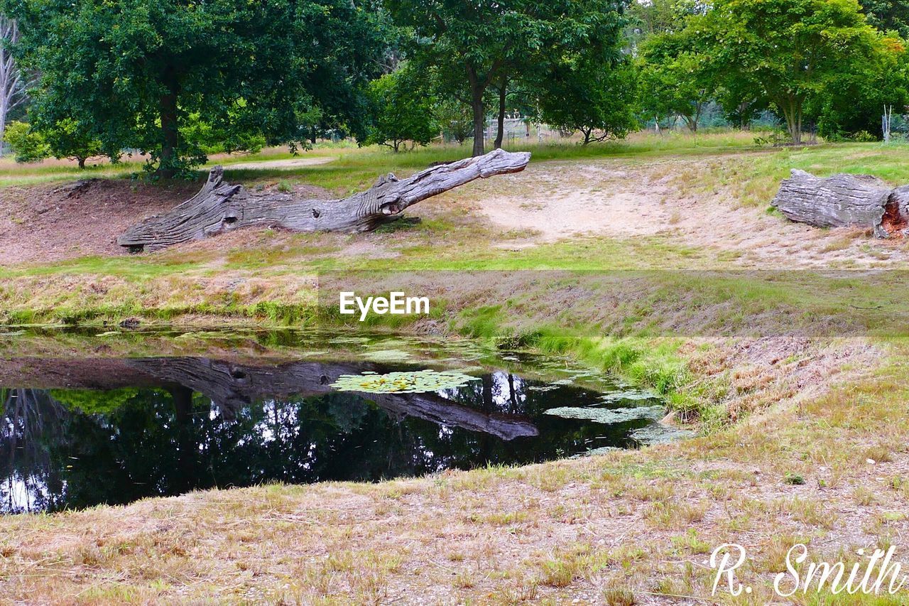 RIVER AMIDST TREES IN FOREST