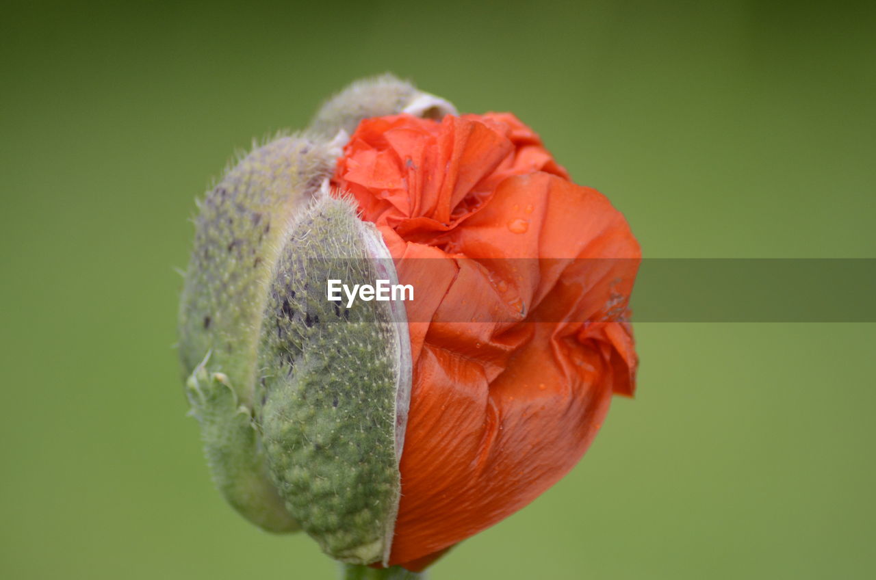 Close-up of red poppy bud