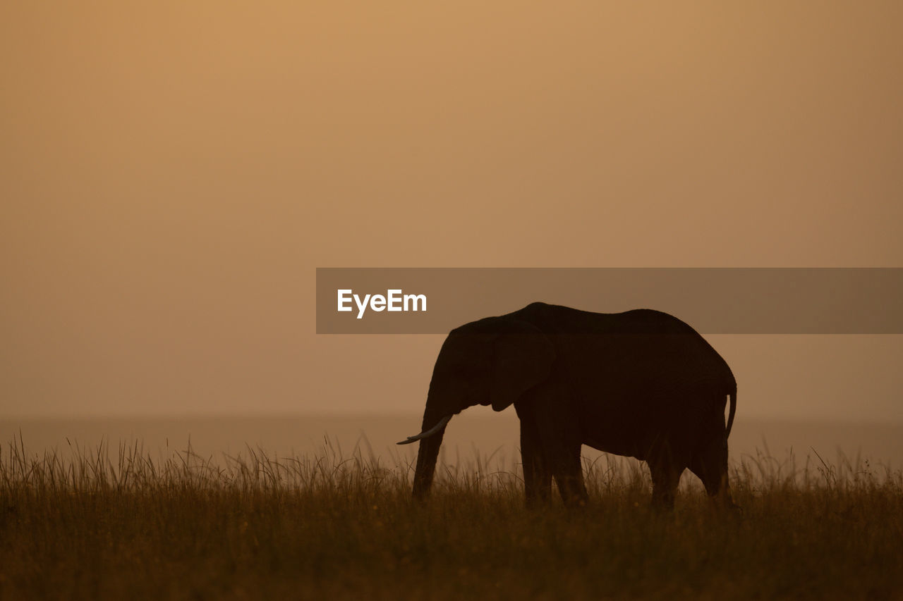 African bush elephant at sundown on horizon