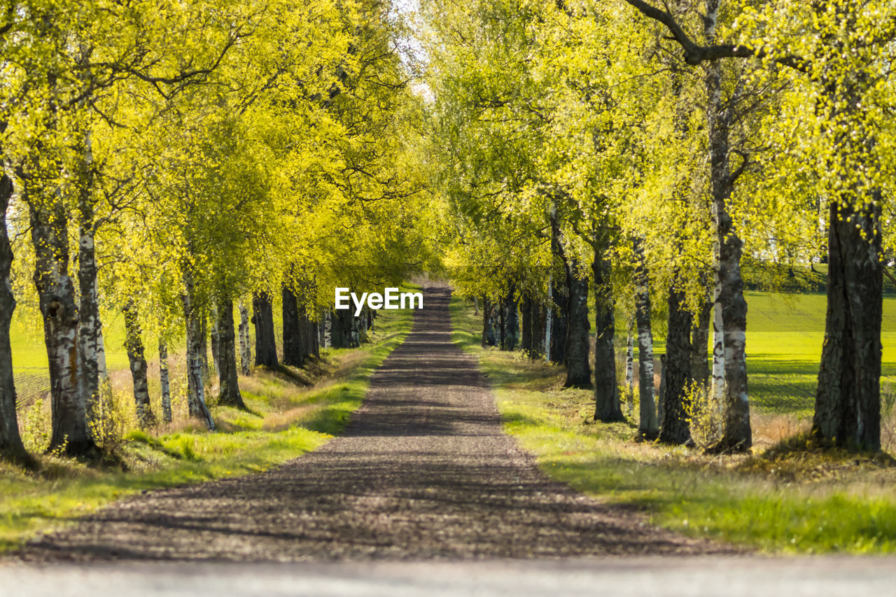 Road amidst trees in forest