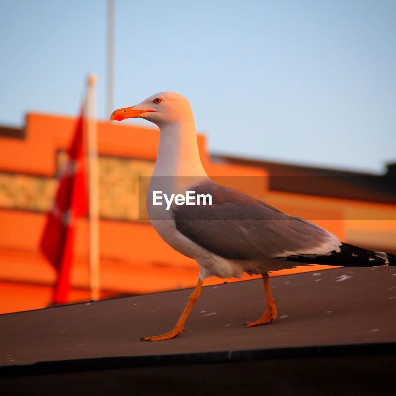 CLOSE-UP OF SEAGULL PERCHING ON A BIRD