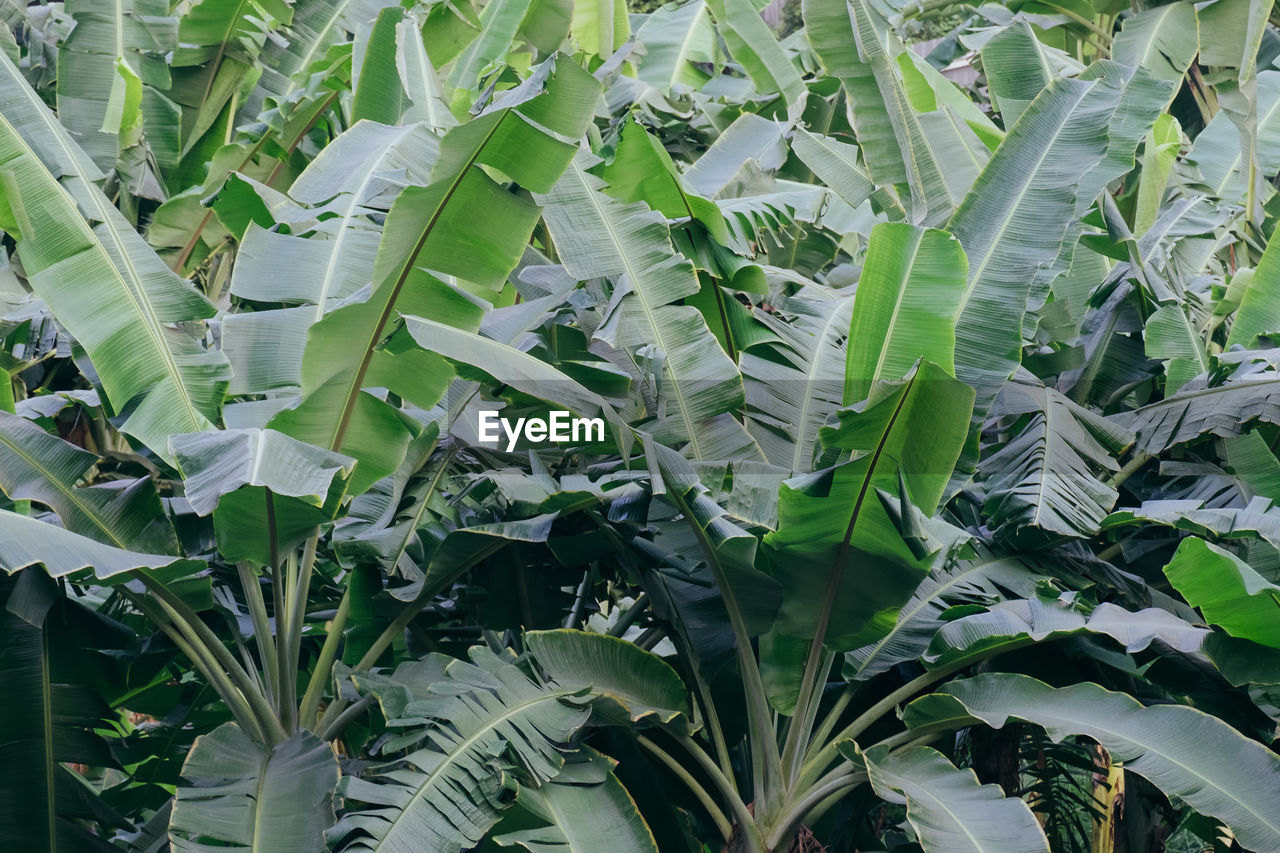 CLOSE-UP OF FRESH GREEN PLANTS