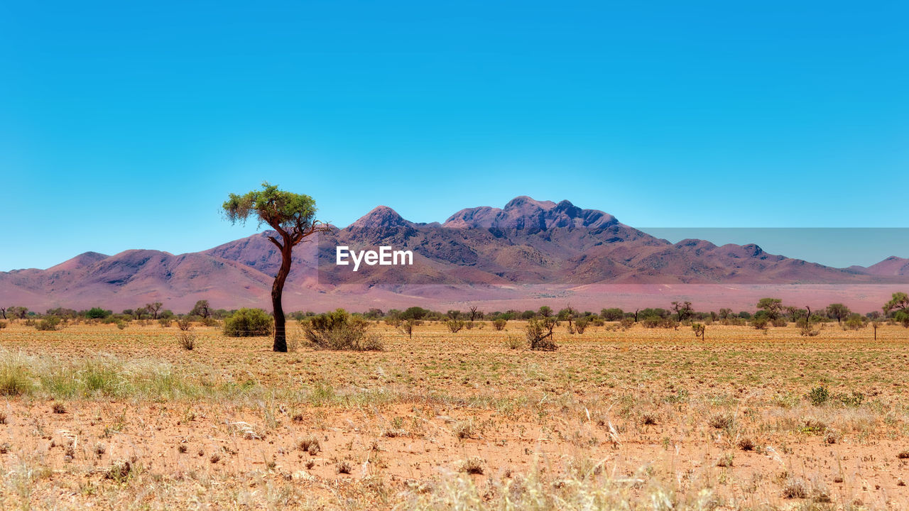 Scenic view of field against clear blue sky