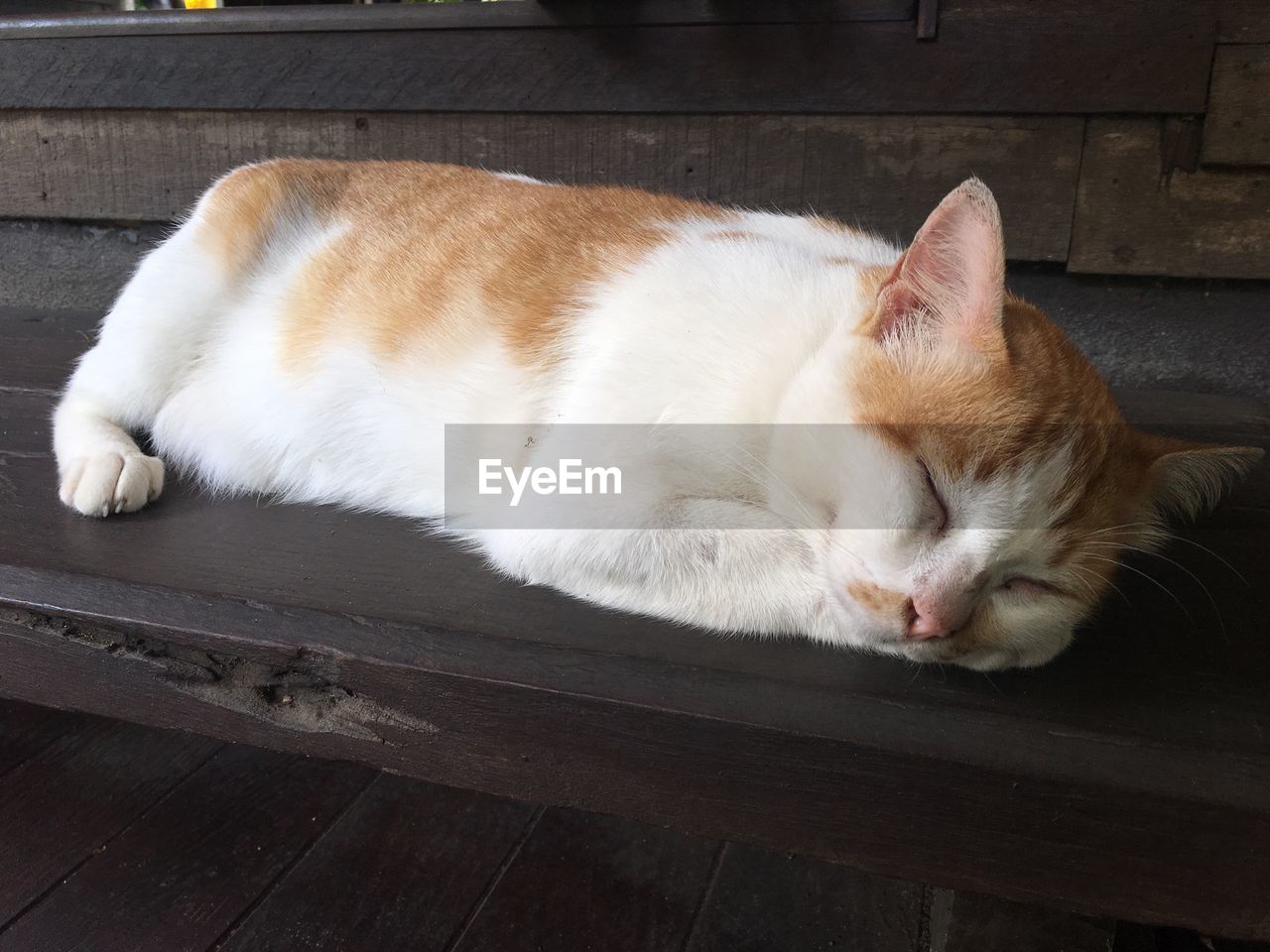 Close-up of cat sleeping on wood