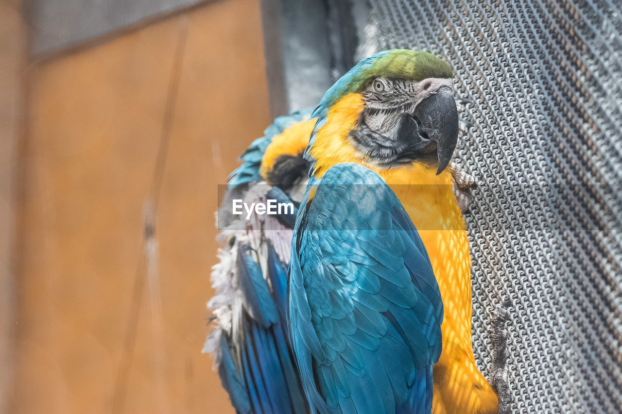 CLOSE-UP OF PARROT PERCHING ON CAGE