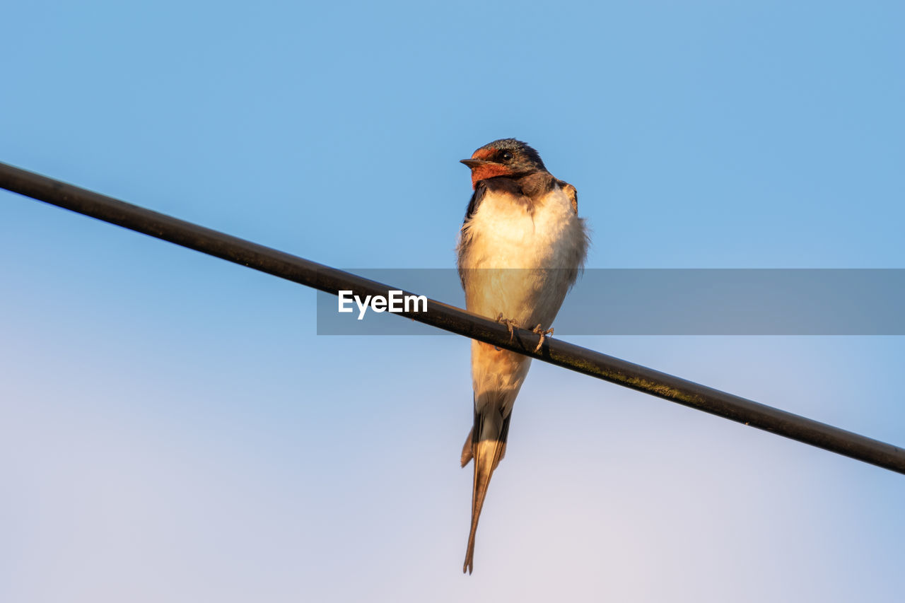 Low angle view of bird perching on metal against clear sky