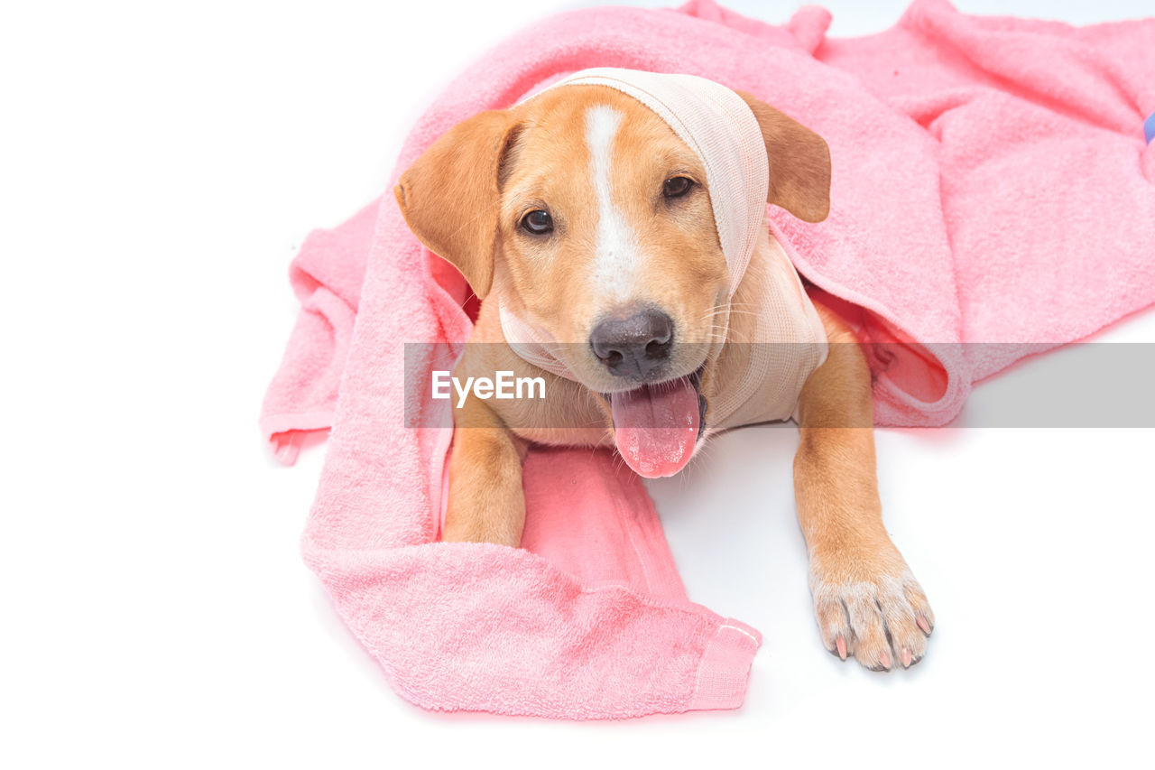 Portrait of injured dog with bandage and towel on white background