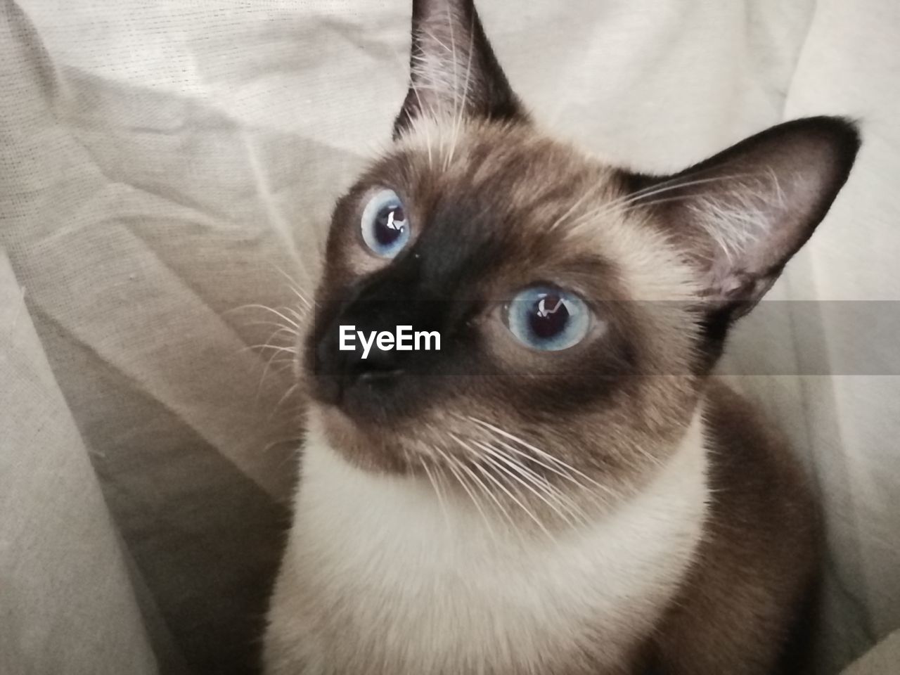 CLOSE-UP PORTRAIT OF KITTEN SITTING ON CARPET