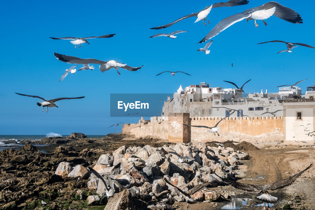 Seagulls flying towards the medina, essaouira, morocco.