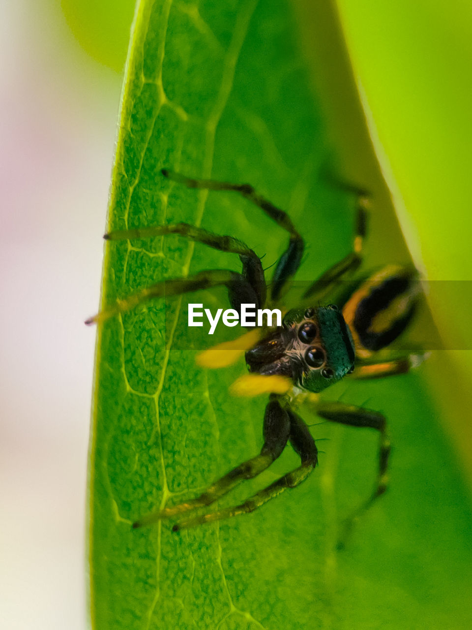 CLOSE-UP OF SPIDER ON GREEN LEAF