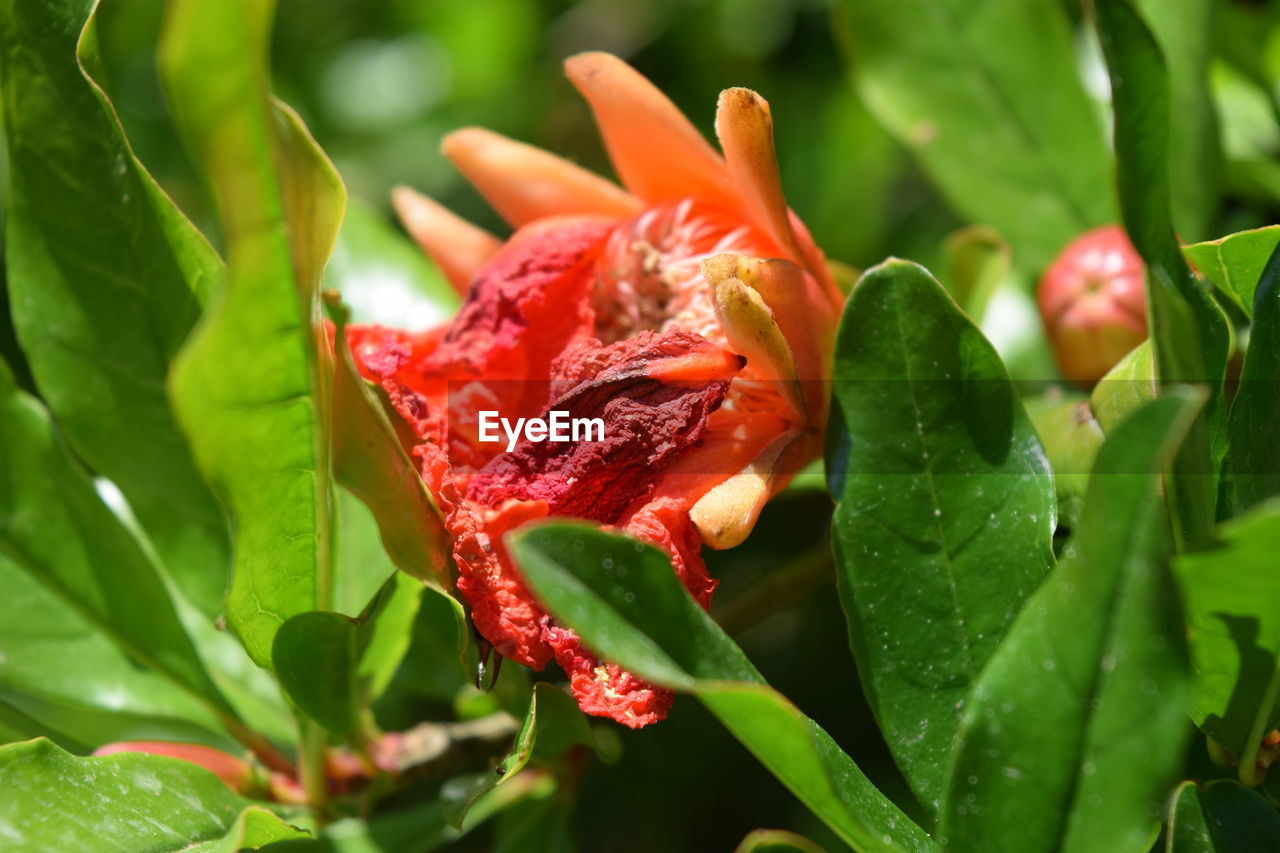 Close-up of red and leaves