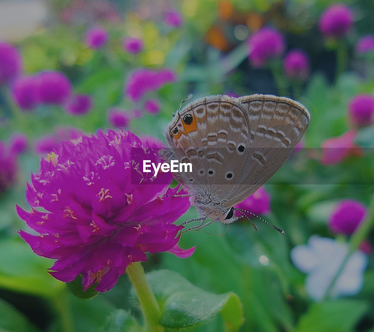 CLOSE-UP OF BUTTERFLY POLLINATING ON PINK FLOWER