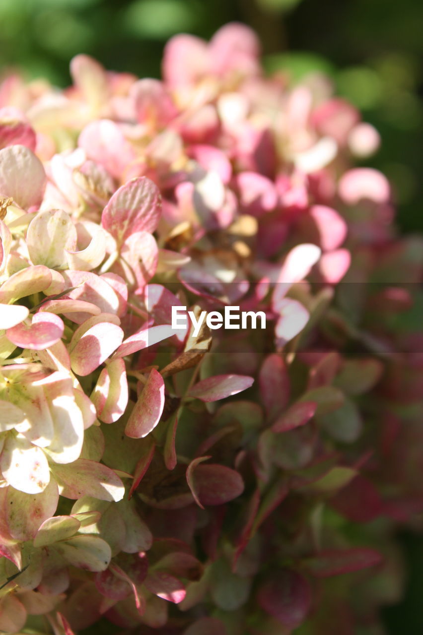 Close-up of pink hydrangea flowers blooming outdoors