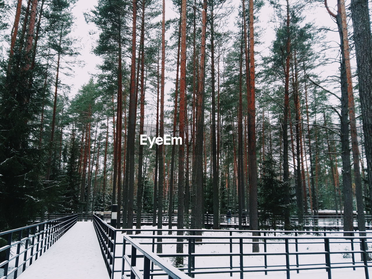 LOW ANGLE VIEW OF TREES IN SKY