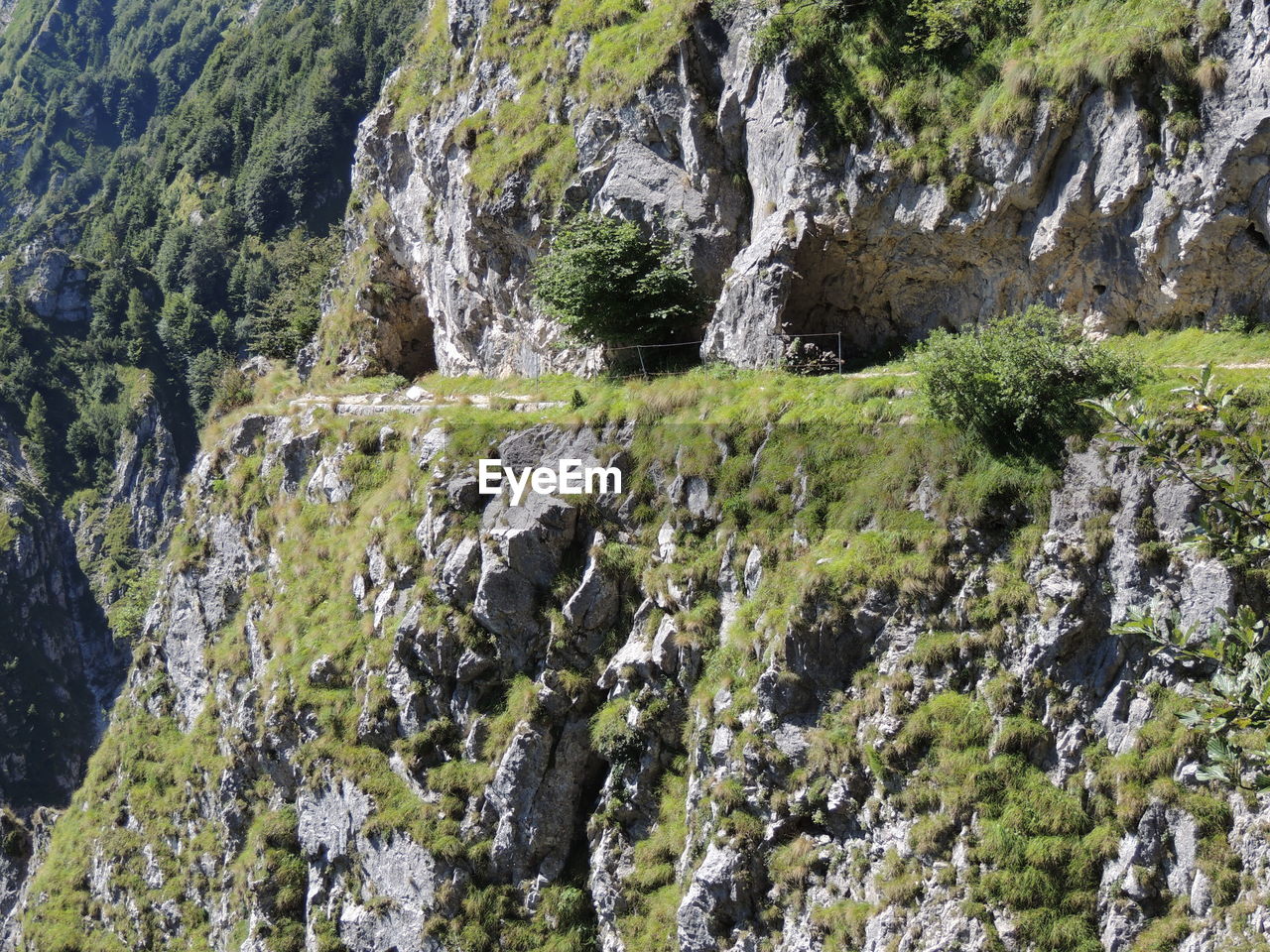 Plants growing on rocks