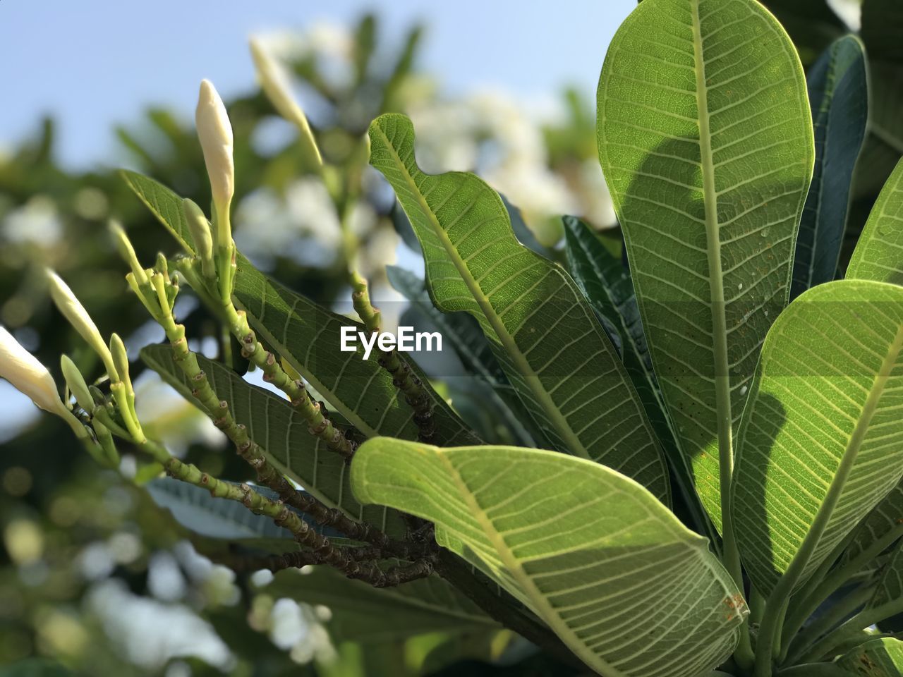 Close-up of green leaves