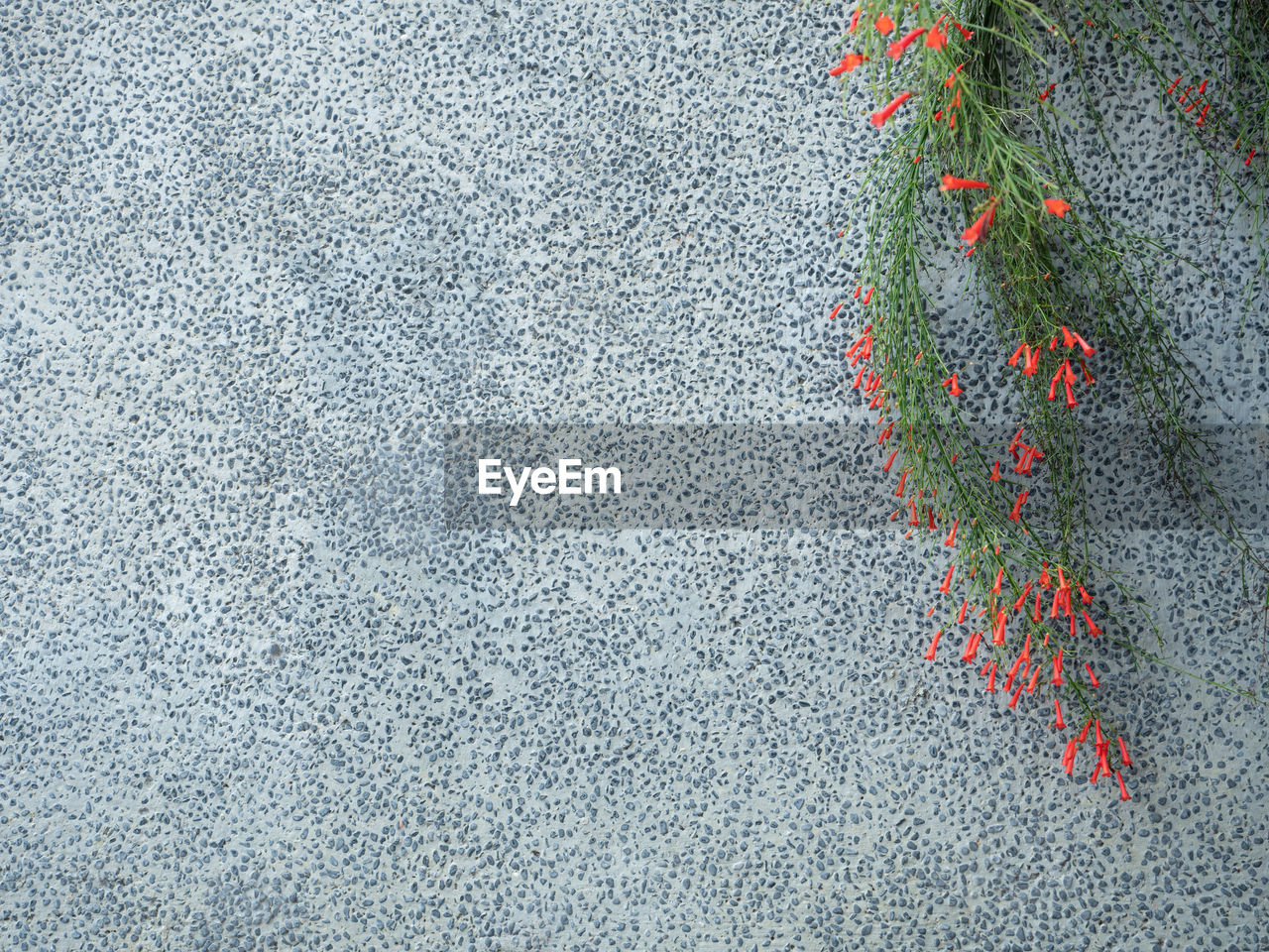 HIGH ANGLE VIEW OF PLANTS GROWING ON WALL