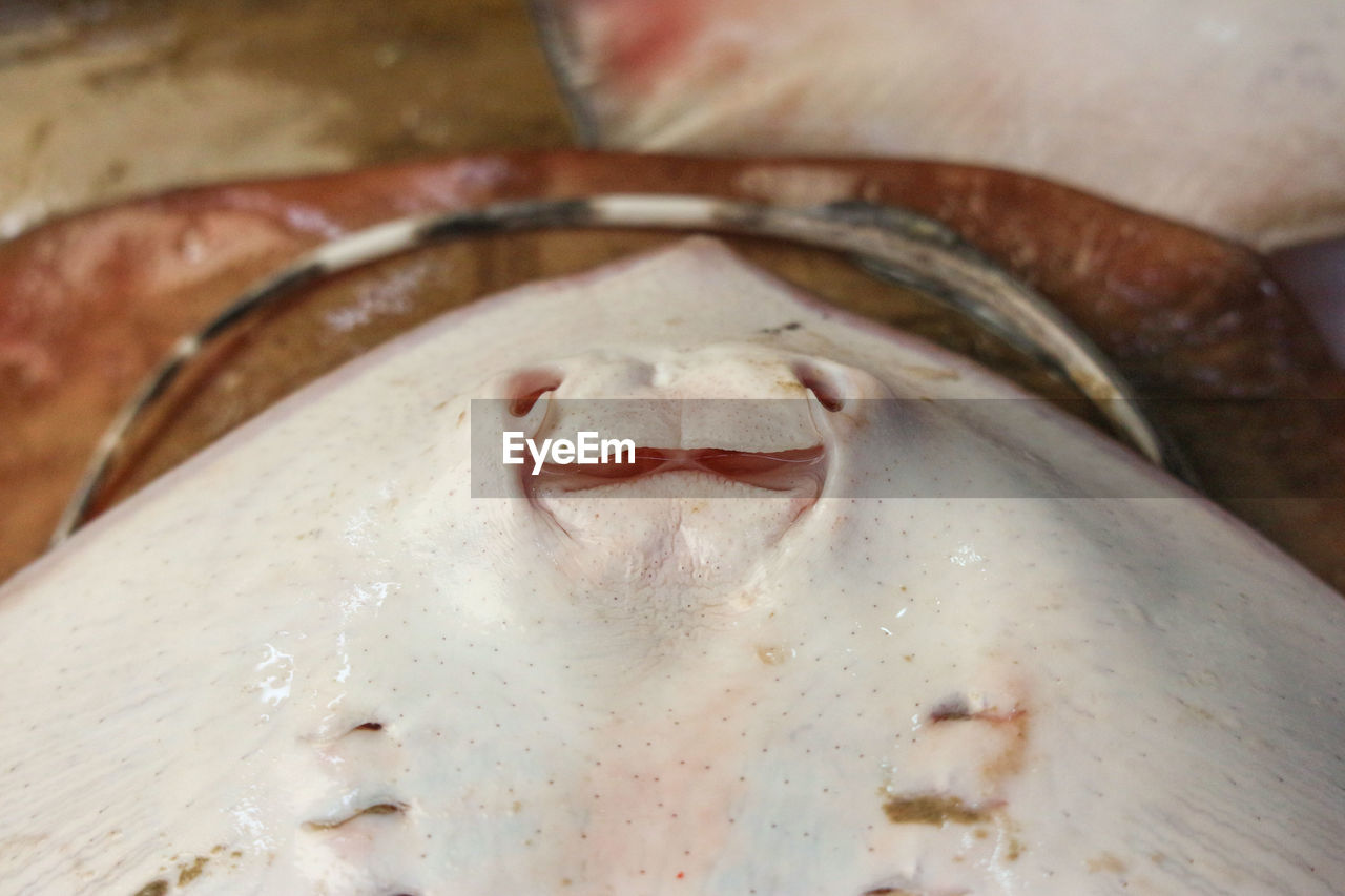 CLOSE-UP OF FISH FOR SALE AT MARKET