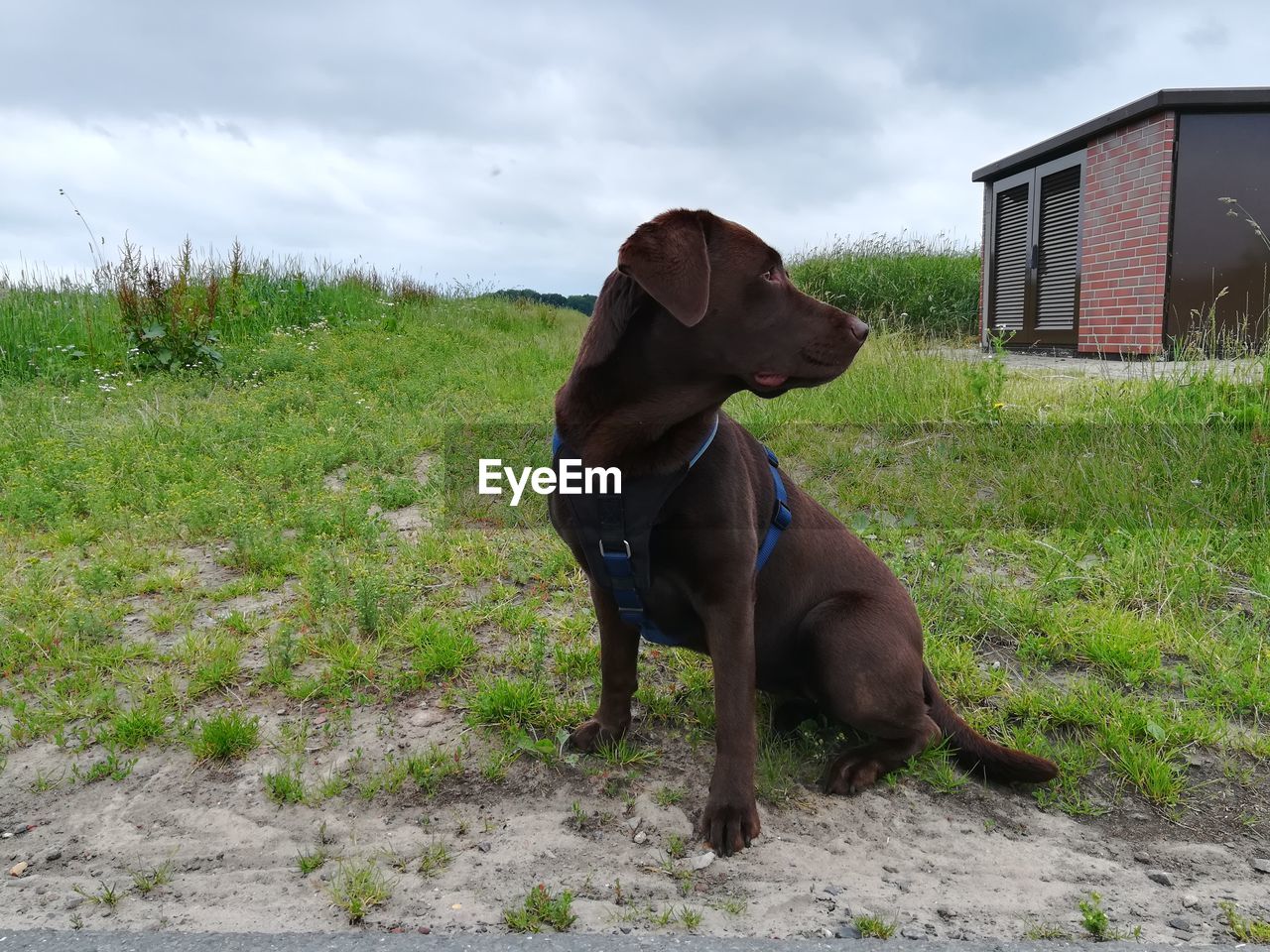 DOG ON GRASSY FIELD AGAINST SKY