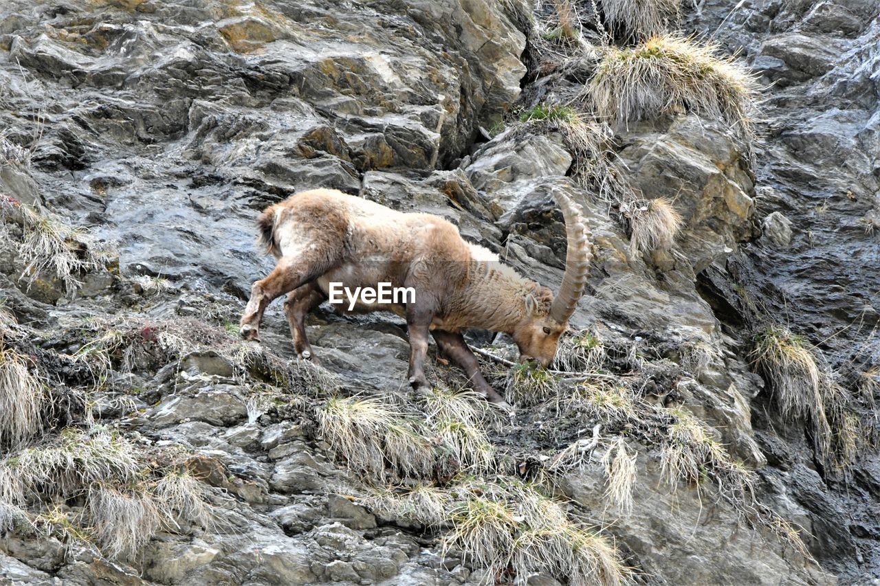High angle view of ibex on rock