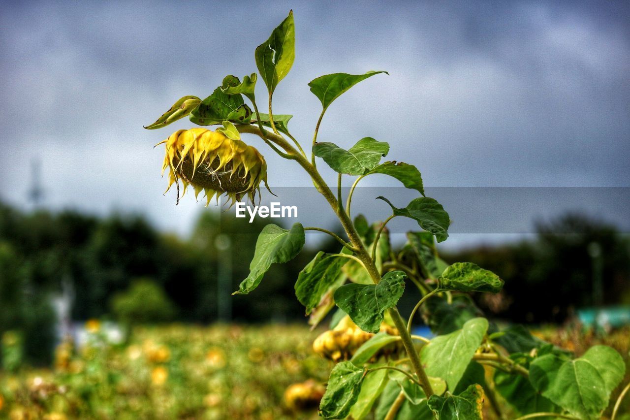 CLOSE-UP OF YELLOW FLOWER BLOOMING ON FIELD