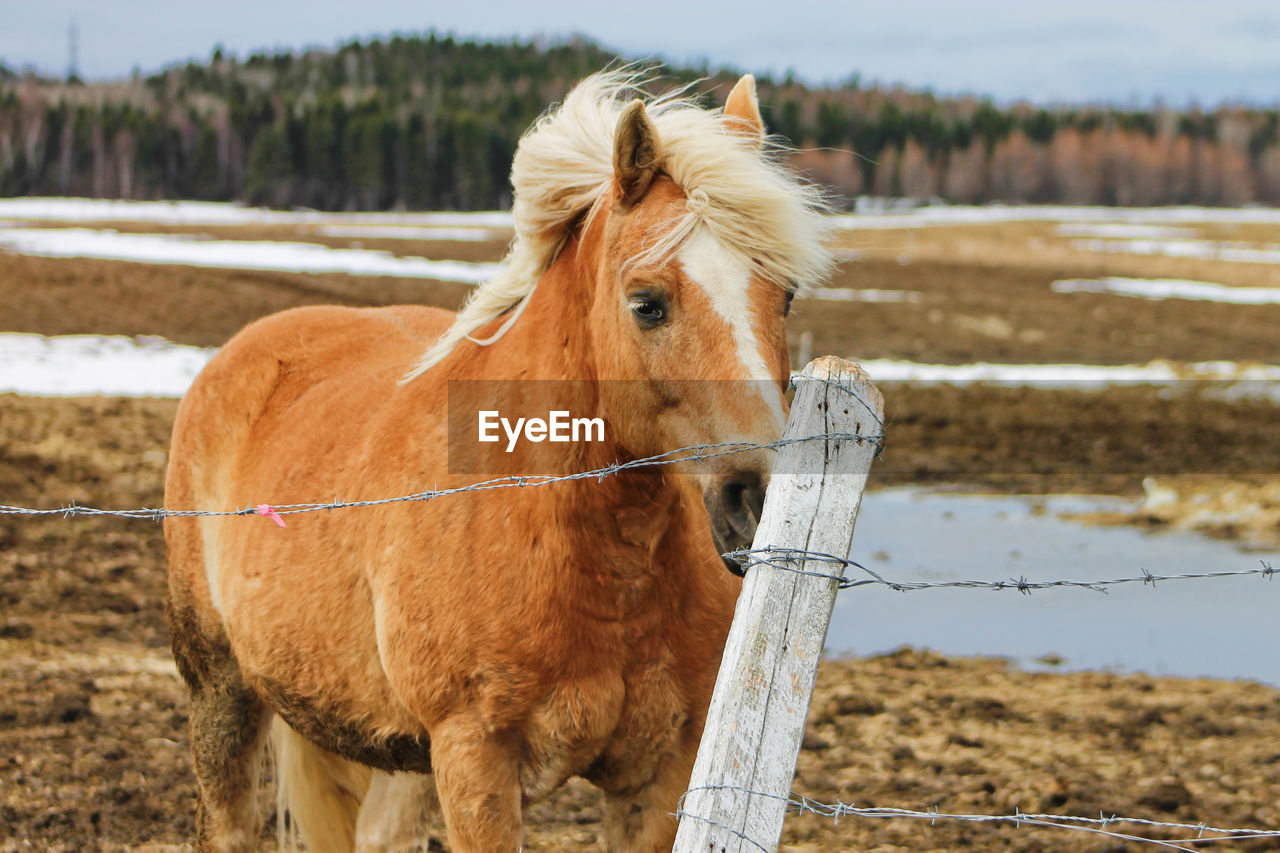 Saguenay, Québec, Canada Animal Themes Brown Close-up Day Domestic Animals Field Focus On Foreground Horse Livestock Mammal Nature No People One Animal Outdoors Standing