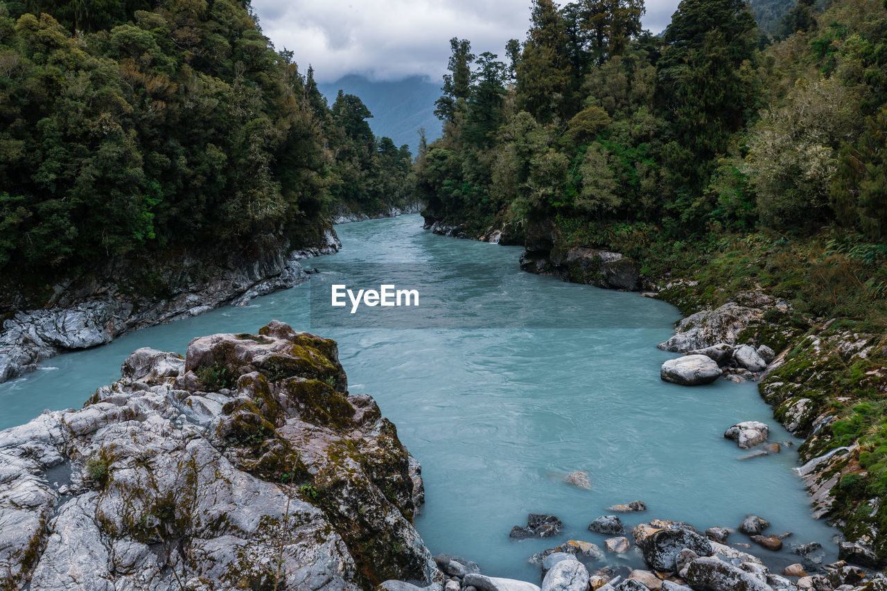 Scenic view of river amidst trees in forest