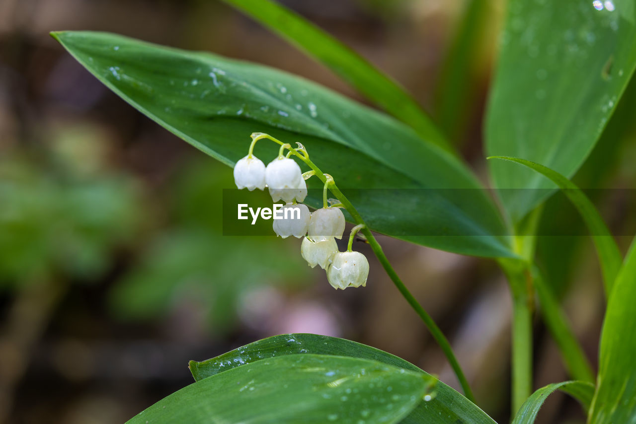 green, plant, leaf, plant part, flower, flowering plant, nature, beauty in nature, freshness, close-up, macro photography, growth, water, environment, drop, no people, wet, outdoors, fragility, food, blossom, springtime, grass, environmental conservation, botany, tropical climate, food and drink, summer, wildflower, land, social issues, petal, focus on foreground, flower head, animal wildlife, day, tree, animal, rain