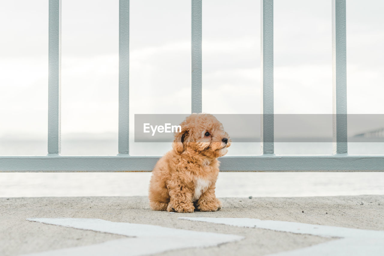 Portrait of a dog puppy poodle looking away