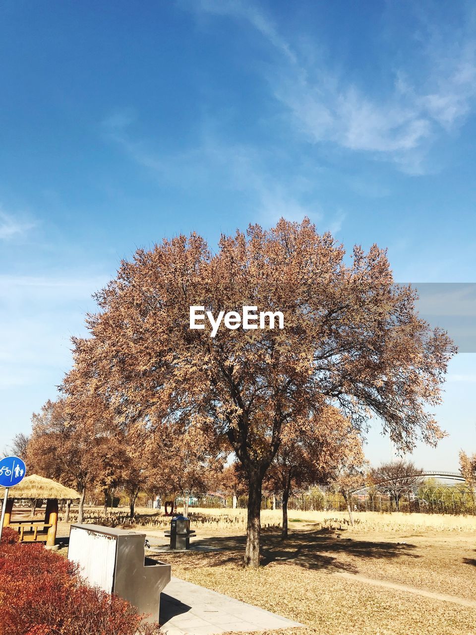 TREES ON FIELD AGAINST SKY