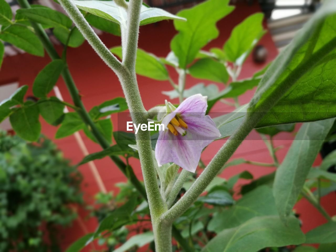 CLOSE-UP OF INSECT ON FLOWER BLOOMING OUTDOORS