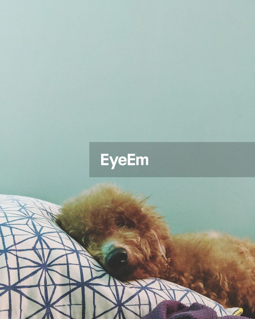 PORTRAIT OF DOG AGAINST SKY SEEN FROM WALL