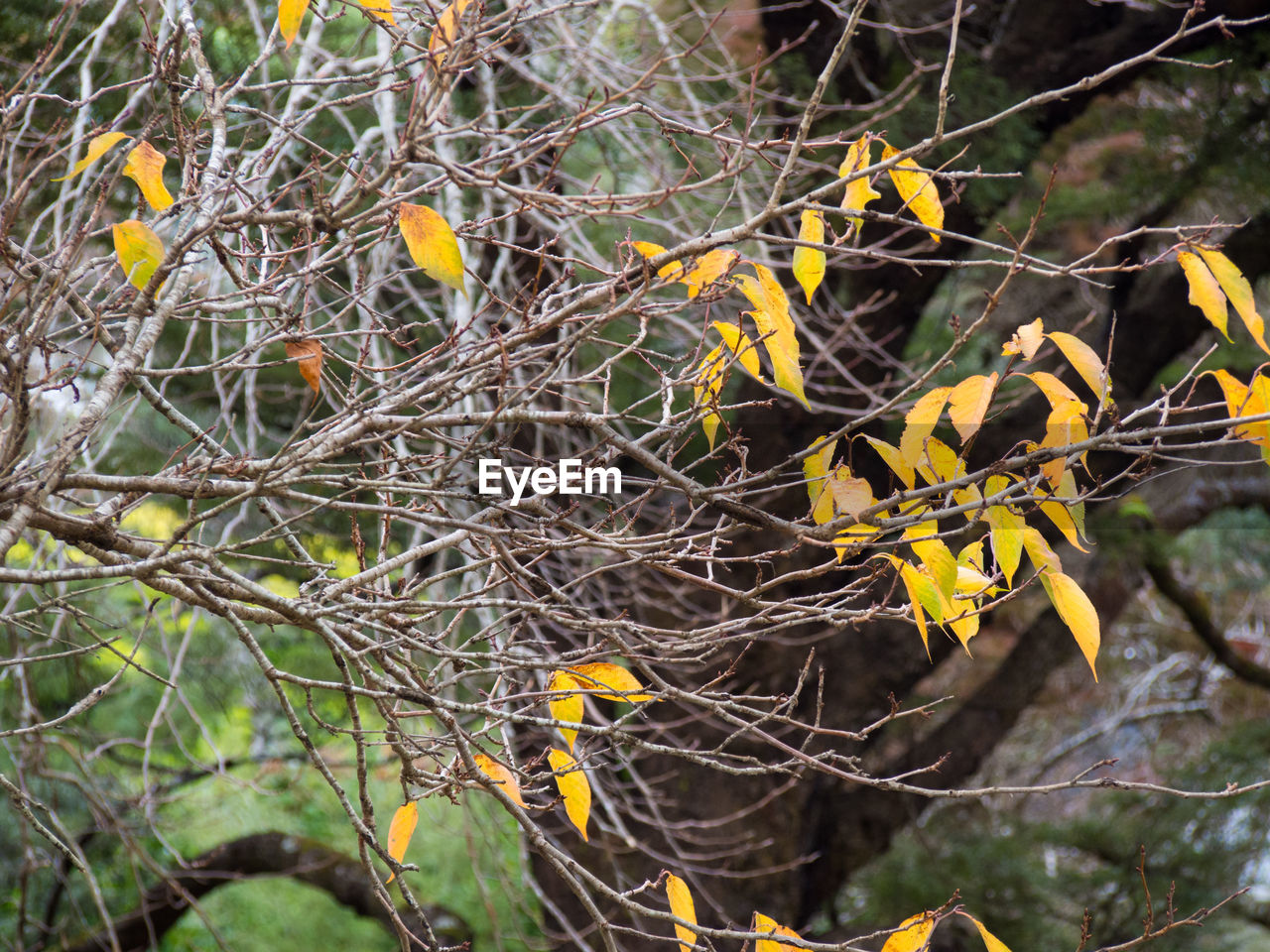LEAVES ON TWIG