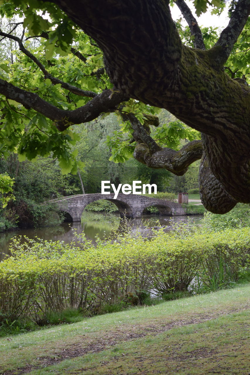 VIEW OF TREES ON FIELD