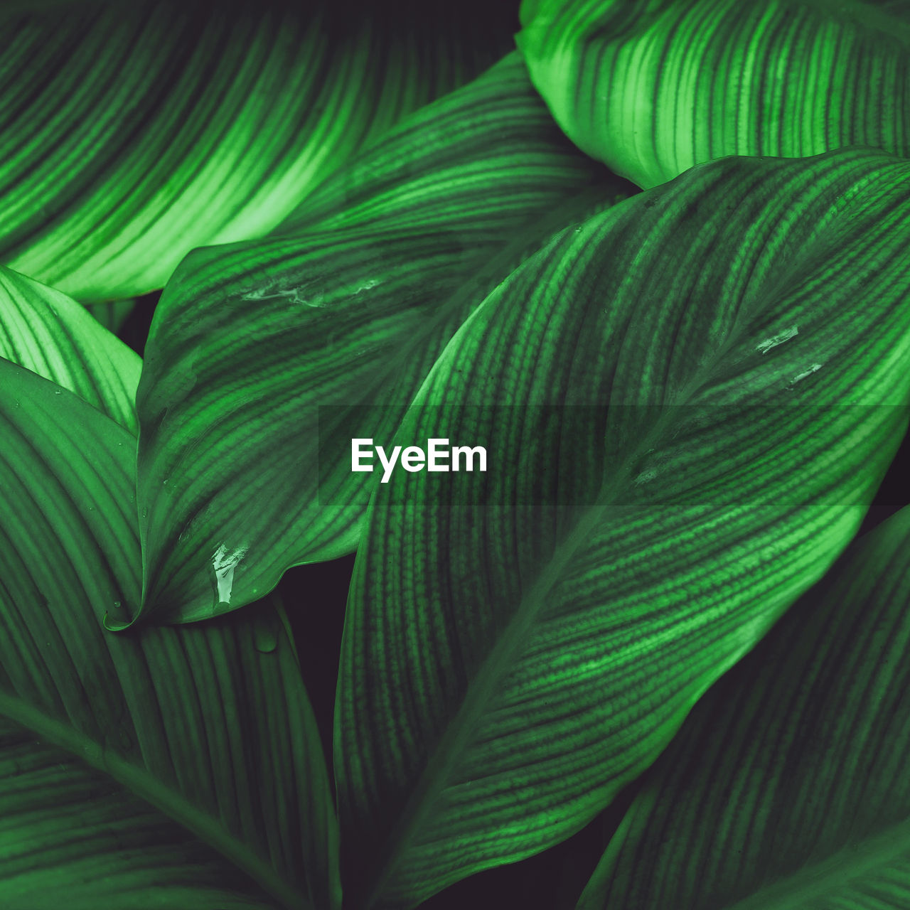 Full frame of green leaves pattern background, nature lush foliage leaf texture , tropical leaf