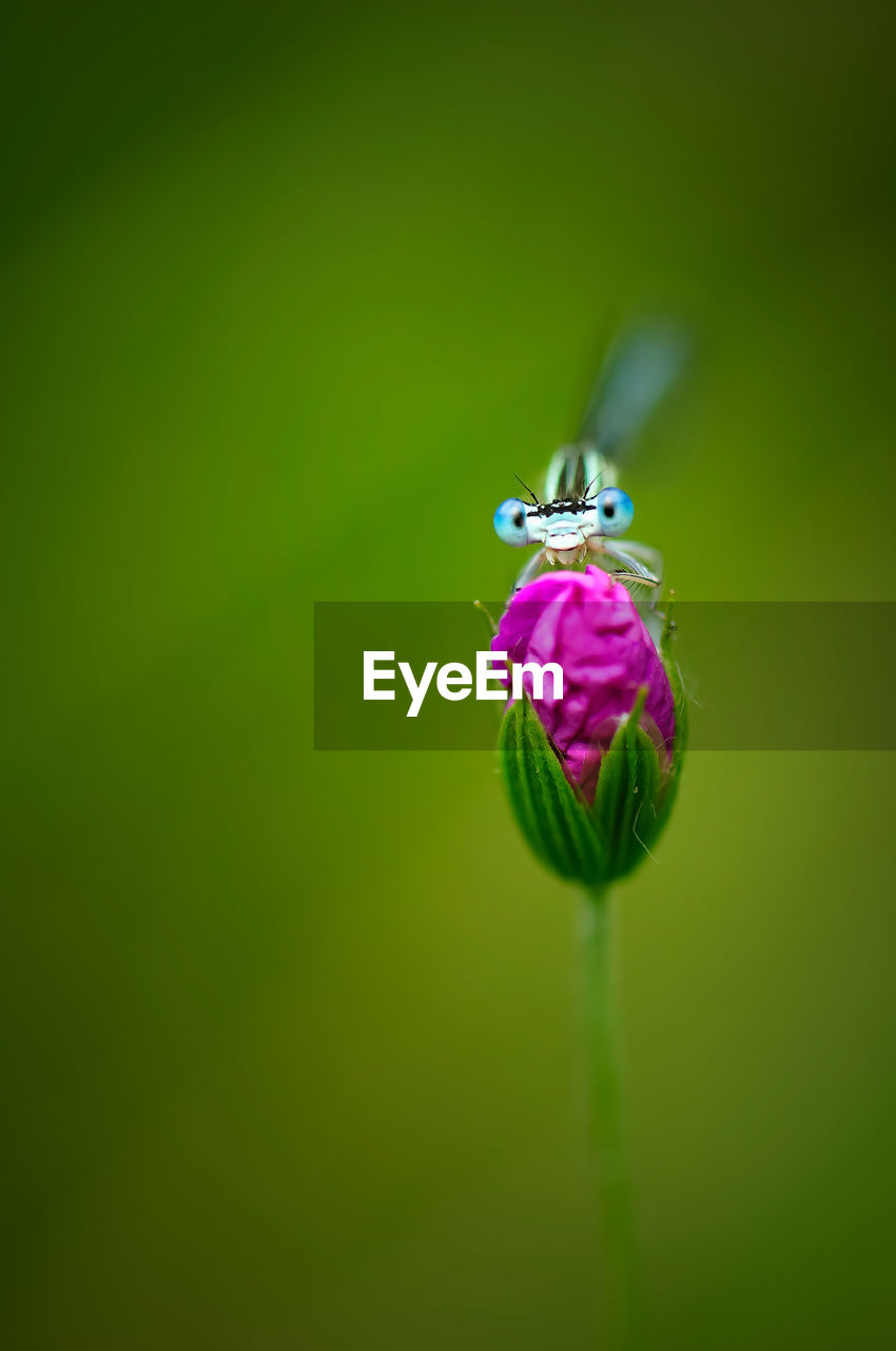 CLOSE-UP OF INSECT POLLINATING ON PURPLE FLOWER