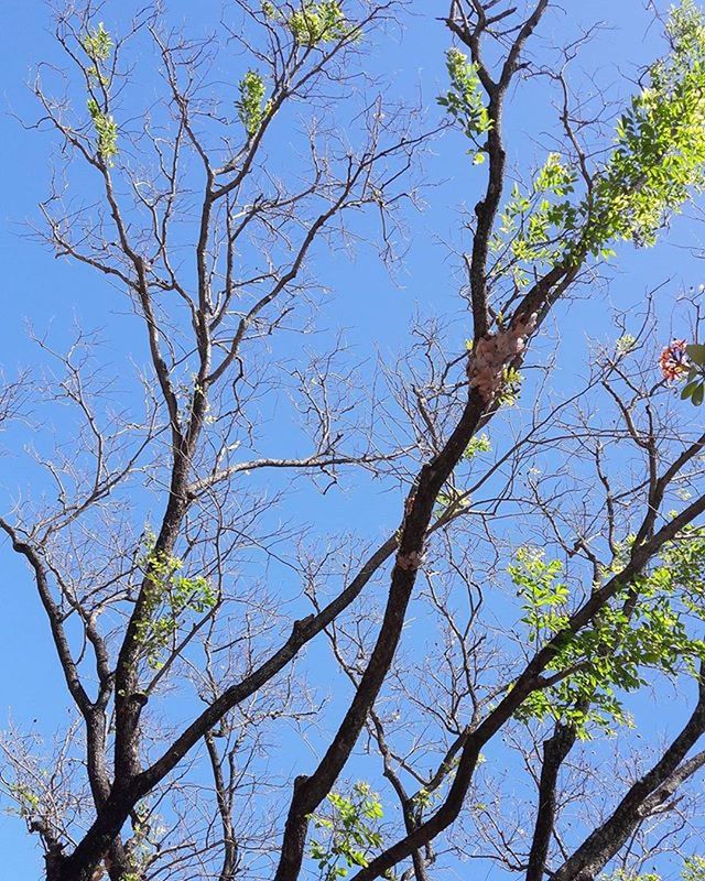 LOW ANGLE VIEW OF TREES AGAINST BLUE SKY