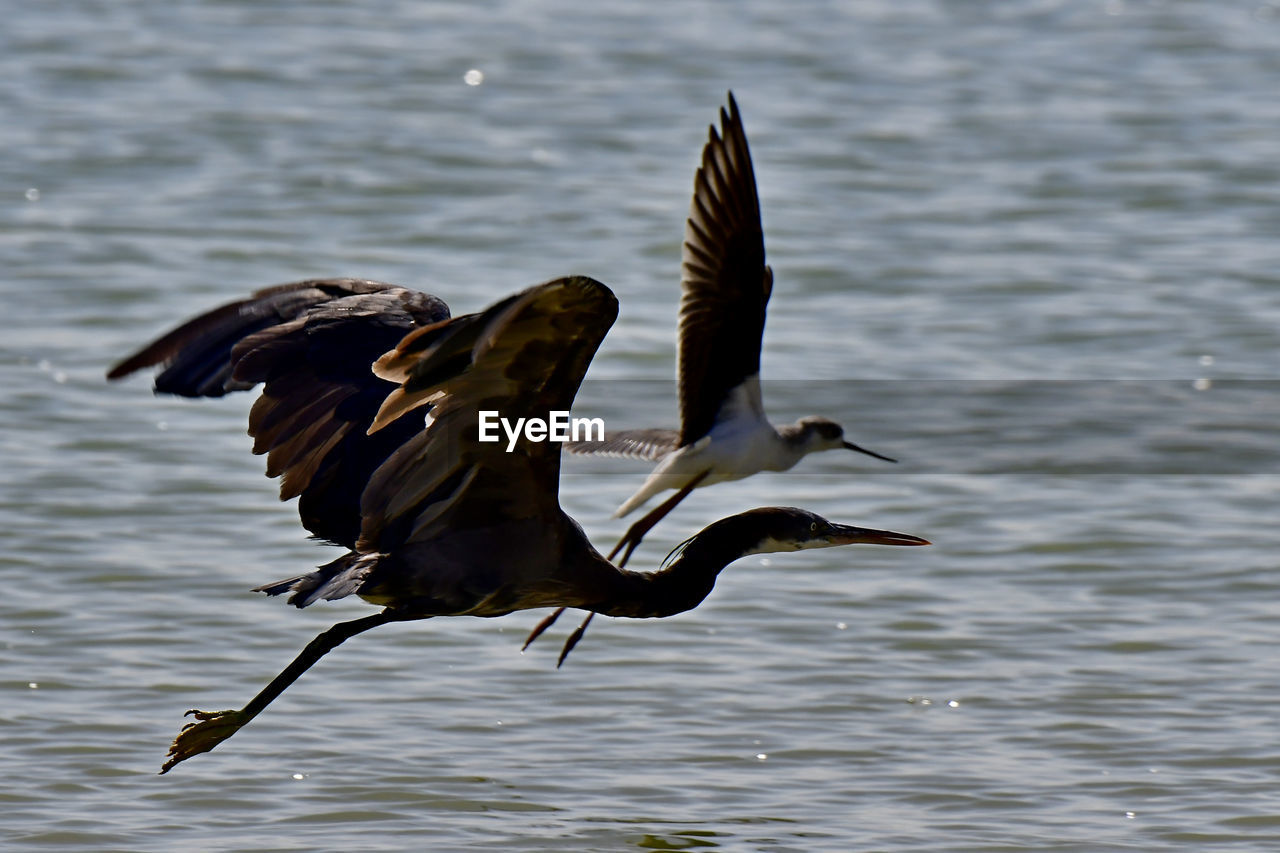 BIRD FLYING OVER LAKE