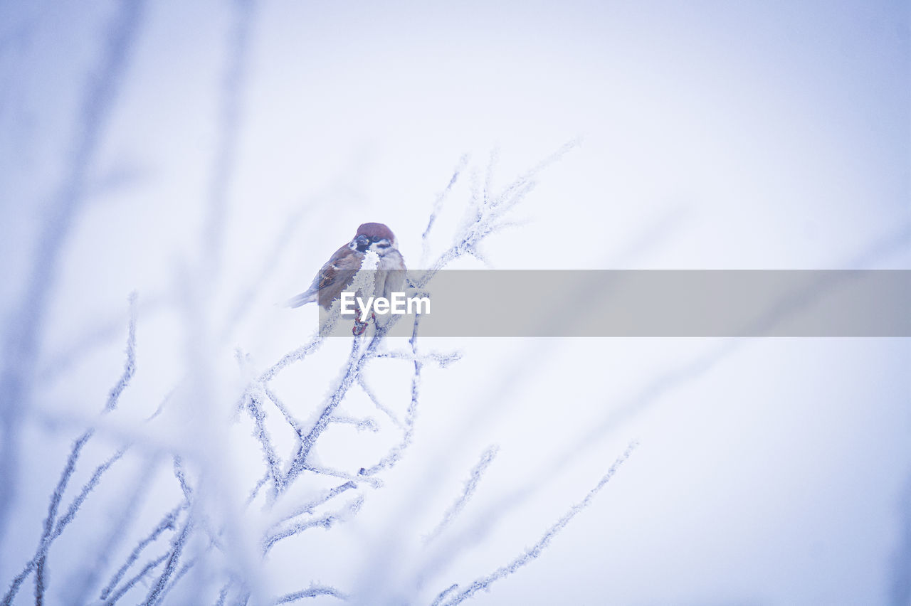 blue, nature, winter, snow, cold temperature, plant, animal, no people, animal themes, close-up, animal wildlife, beauty in nature, selective focus, day, macro photography, wildlife, outdoors, frost, branch, fragility, one animal, environment, white, frozen, insect, tranquility, macro, sky, focus on foreground