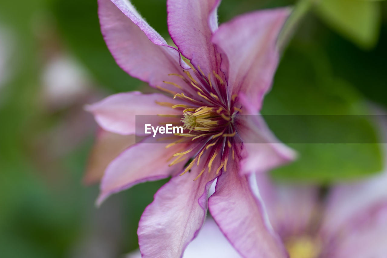 Close-up of pink flower