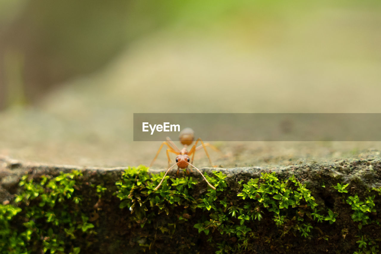 CLOSE-UP OF ANT ON ROCK