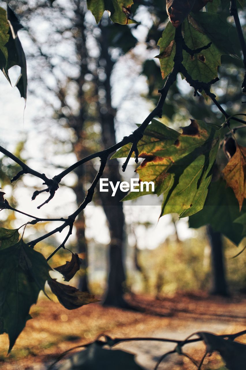 Close-up of leaves on tree during autumn