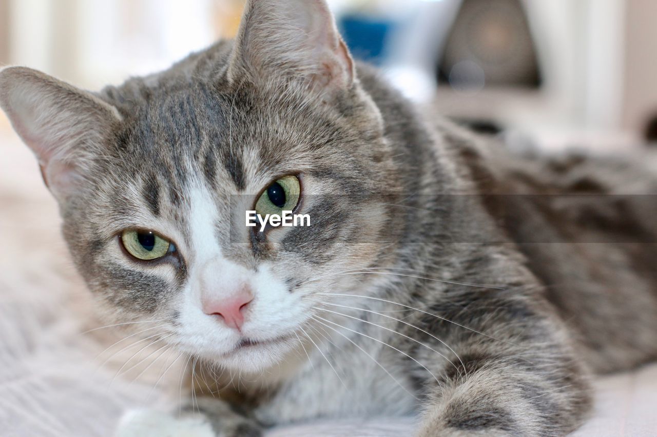 Close-up portrait of a cat