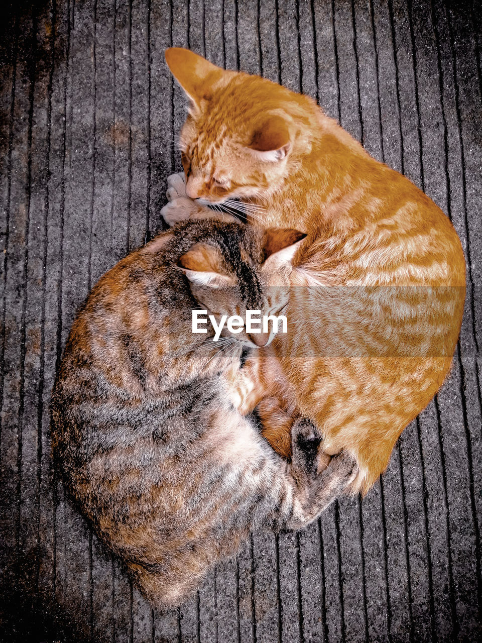 HIGH ANGLE VIEW OF A CAT LYING ON WOOD