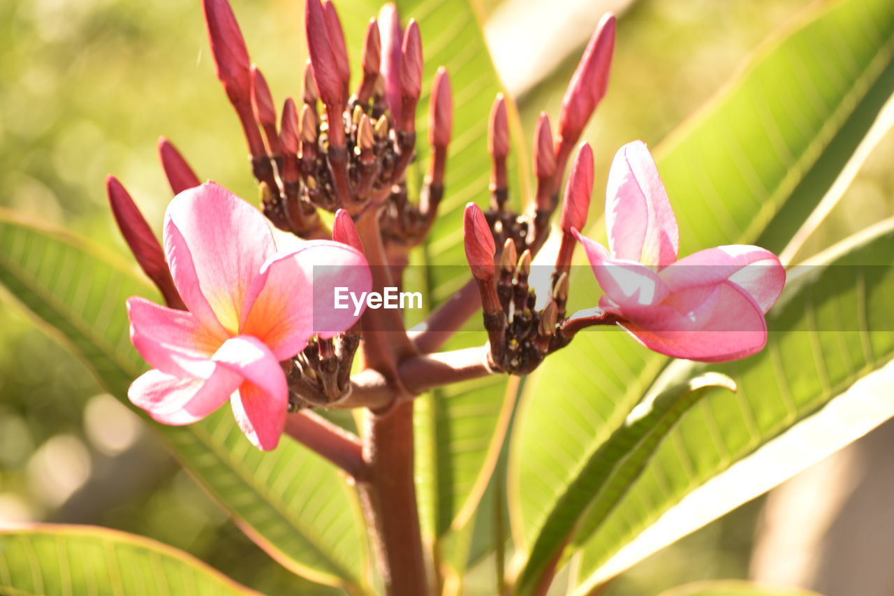 CLOSE-UP OF PINK FLOWER