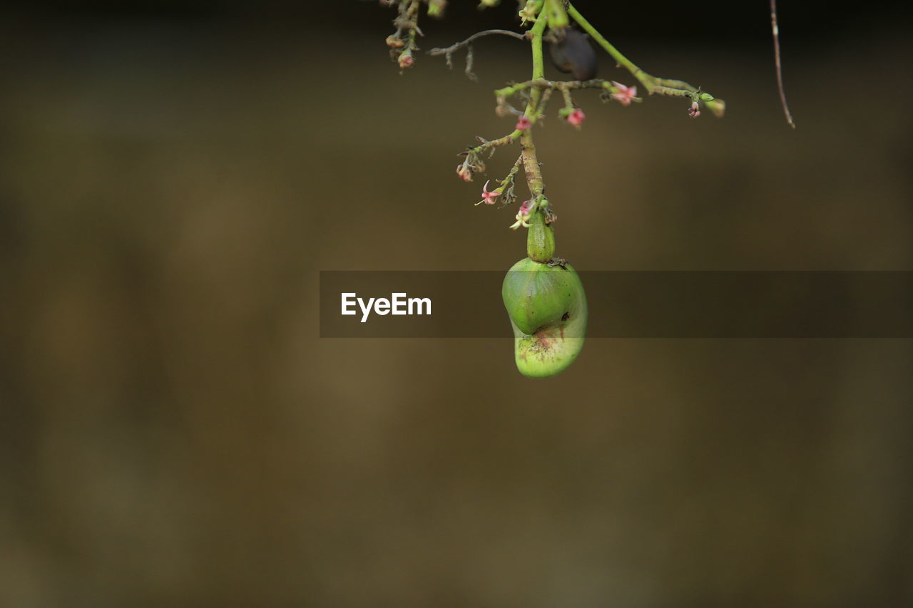 CLOSE-UP OF FRUITS HANGING FROM PLANT