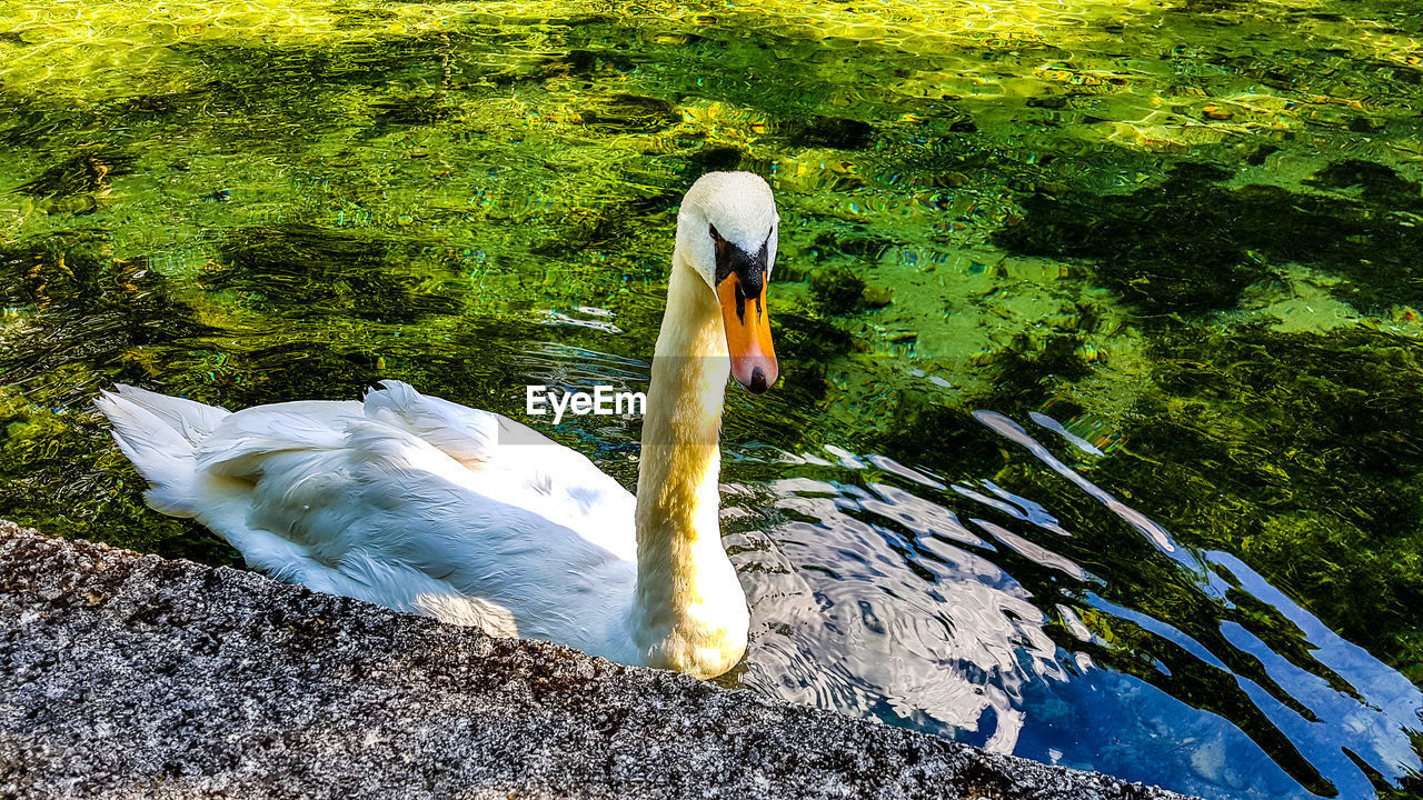 HIGH ANGLE VIEW OF SWANS SWIMMING ON LAKE